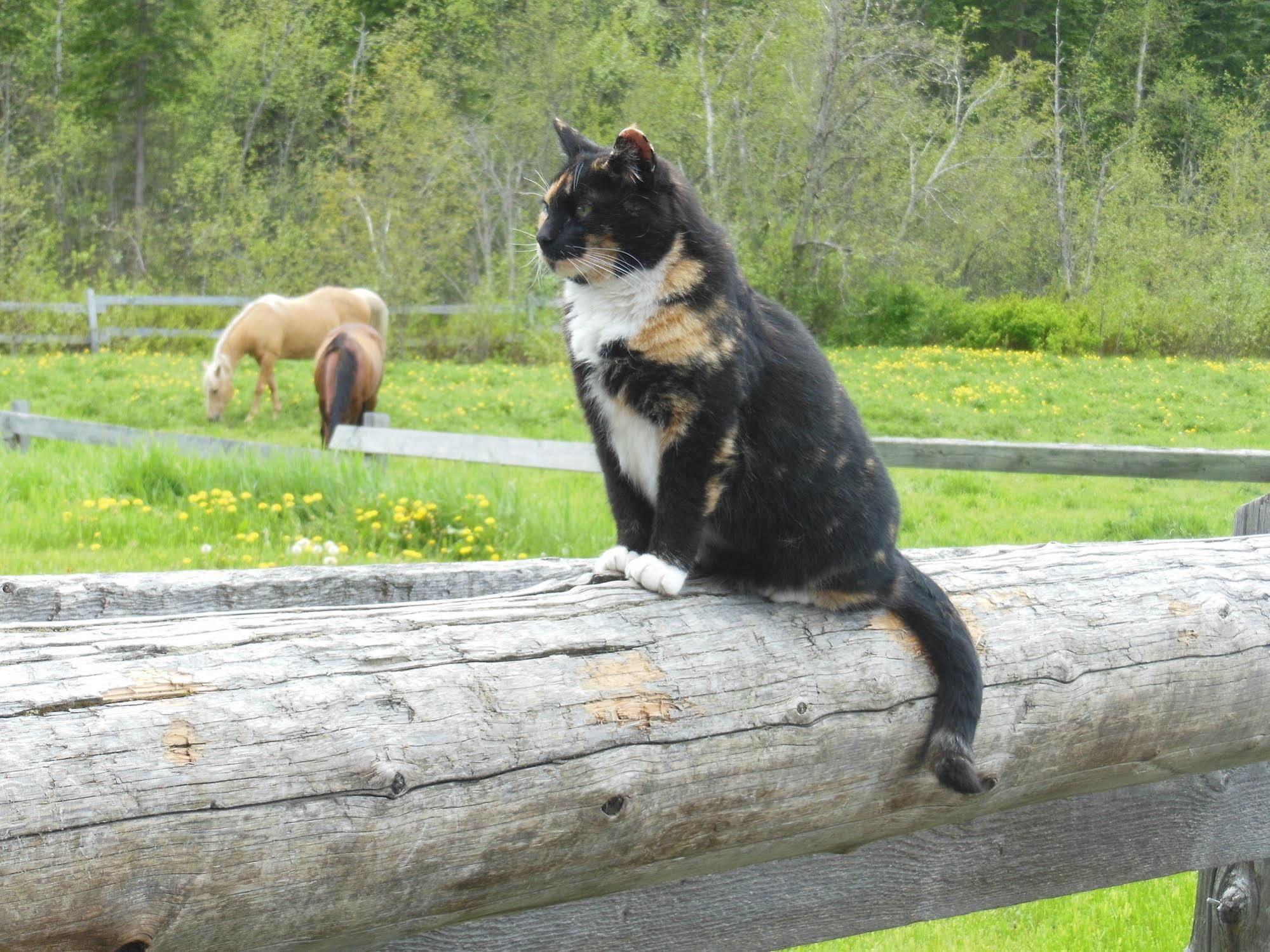 Wells Gray Guest Ranch Hotel Clearwater Kültér fotó